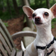 Foto: bullcitydogs / Flickr, bajo licencia Creative Commons